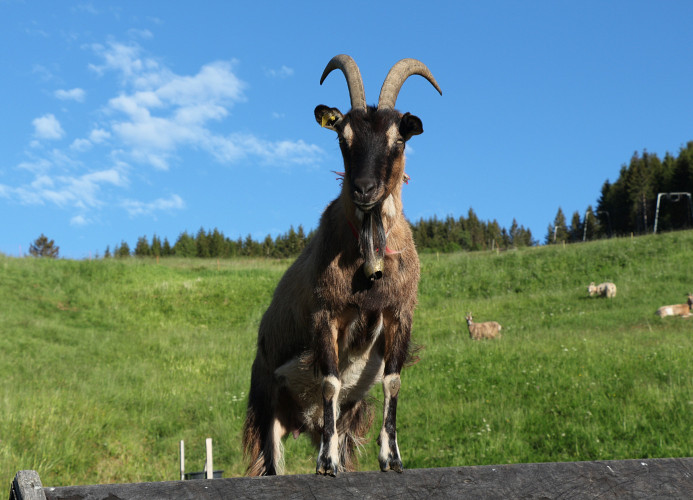 Ferienwohnung Naturverliebt im Schwarzwald - mit Sauna und Panoramabalkon, direkt an Skipiste und Wanderwegen